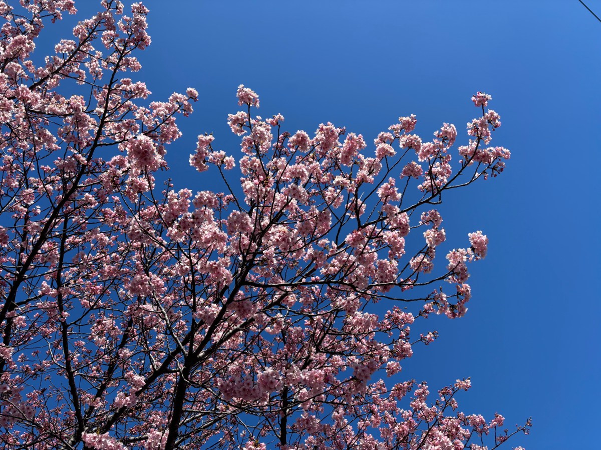 A Guide to Visiting Kawazu-sakura and Plum&nbsp;Blossoms
