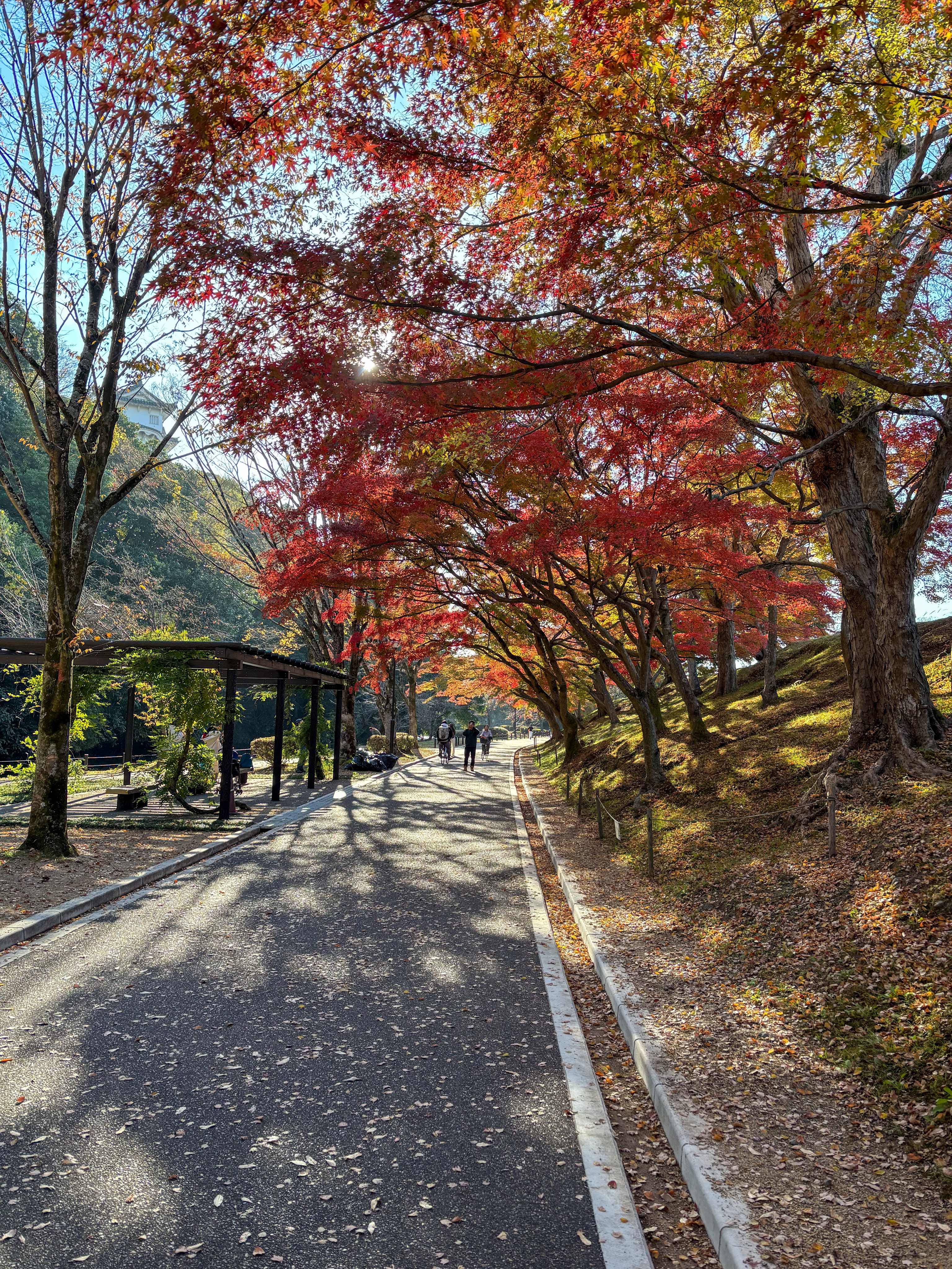 Autumn maples lining a quiet pathway near Himeji Castle, with sunlight filtering through red and orange leaves.
