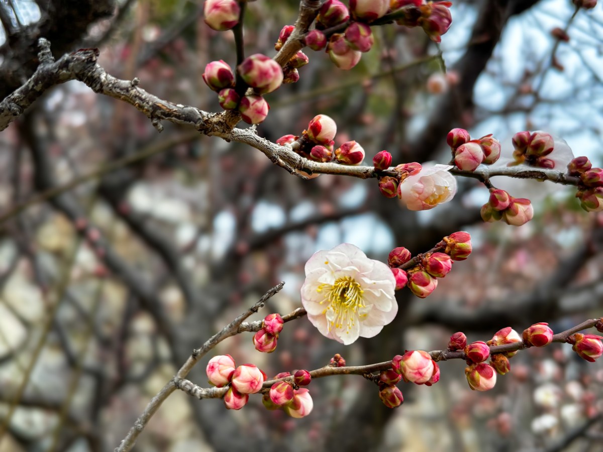 Plum Blossoms in Japan: A Quiet Prelude to&nbsp;Spring