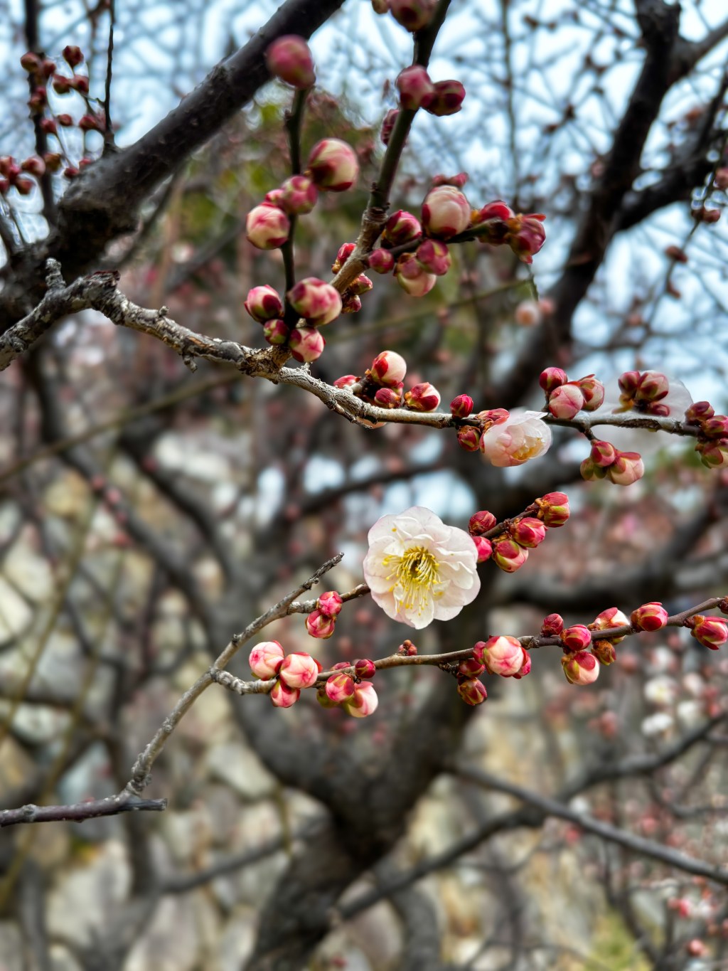 Plum Blossoms in Japan: A Quiet Prelude to&nbsp;Spring
